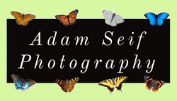 adam/seif/photography 