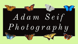 adam/seif/photography